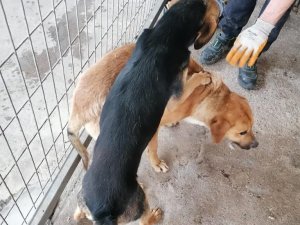 Yaralı Halde Terk Edilen Sahipsiz Hayvanlara Turgutlu Belediyesi Sahip Çıktı