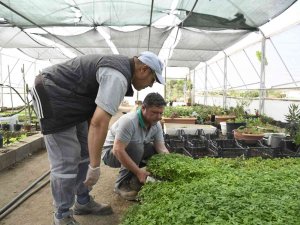 Kemer Belediyesi’nin Yetiştirdiği Sebze Fidanları Halkla Buluşmaya Hazırlanıyor