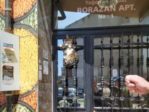Manisa’da Demir Parmaklıklara Sıkışan Kedi İtfaiye Tarafından Kurtarıldı