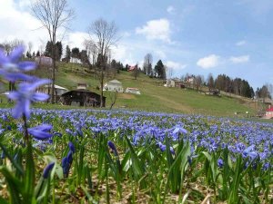 Karlar Eridi, Mor Yayla’nın Mavi Yıldız Çiçekleri Kendini Gösterdi