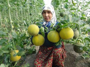 Mersin’de Örtü Altı Kavun Hasadı Başladı