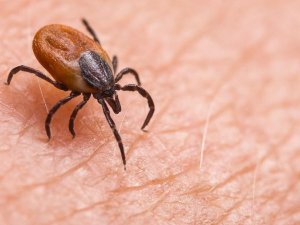 Havaların Isınmasıyla Keneler Arttı