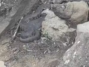 Elazığ’da Dev Yılan Görenleri Korkuttu