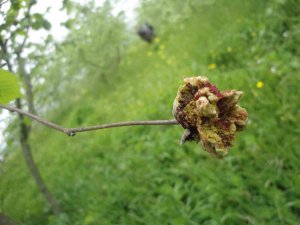Fındık Kozalak Akarında Mücadele Zamanı