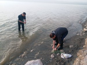 Erçek Gölü’ndeki İnci Kefali Balıkları Da Korunuyor