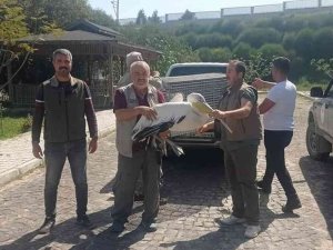 Yaralı Halde Bulunan Pelikan Tedavi Altında