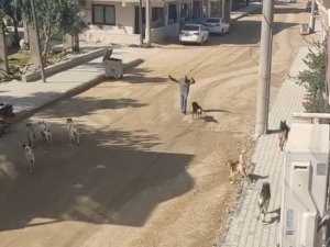 Sürü Halinde Gezen Köpeklerin Vatandaşa Saldırı Anı Kamerada