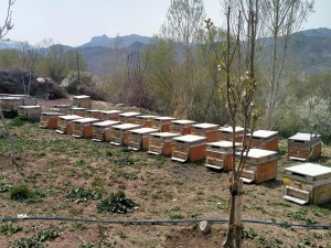 Iğdır’da Arı Kovanı Hırsızlığı: 1 Kişi Tutuklandı