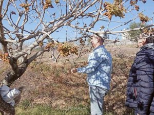 Siirt’te Fıstık Bahçelerinde Tozlayıcı Uyumu Kontrolleri Başladı