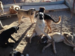 Sokak Hayvanları İçin Cahi̇de Vakfı Kuruldu
