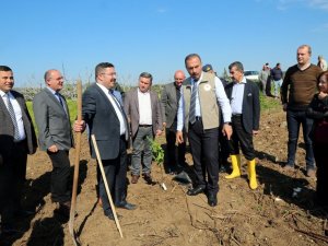 Mudanya’da İlek İncir Dikimi Yapıldı
