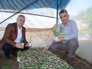 Atık Karton Bardaklarda Çiçek Üretiliyor