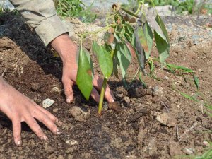 Seferihisar’ın Yeni Yıldızı Avokado