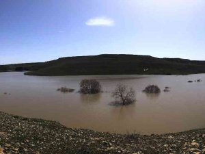 Kars’ta Ağaçlar Baraj Suyu Altında Kaldı