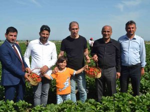 Çilek Tarlasında Çocuklarla Hasat Şenliği