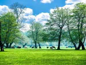 Gölyaka Kültür Park, Ziyaretçilerini Bekliyor