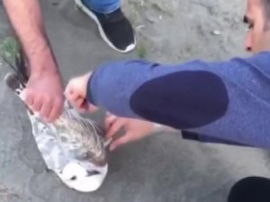 Sahte Yeme Martı Yakalandı