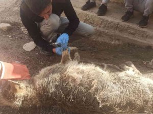 Uludere’de Yolda Bulunan Yaralı Kurt Tedavi Altına Alındı
