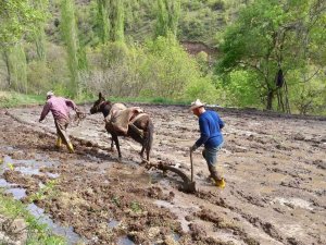 Sınırda Çeltik Tarlaları Hazırlanmaya Başlardı