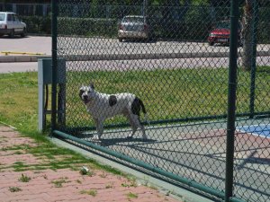 İ̇zmir’de Pitbull Dehşeti