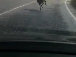 Yolunu Şaşıran Karaca Karayoluna İndi