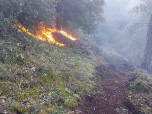 Manisa’da 30 Dekar Karaçam Ormanı Yandı