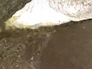 Bursa’da Ölü Yunus Balığı Karaya Vurdu
