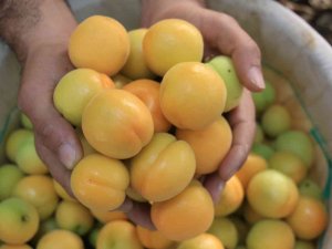 Turfanda Kayısılar, Katar Ve Dubai Yolcusu