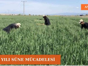 Aydın’da Süne Mücadelesi Devam Ediyor