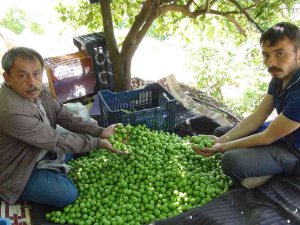 Mersin’de Açıkta Erik Hasadı Başladı