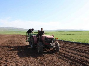 Siirt’te Patates Tohumu Deneme Ekimi Yapıldı
