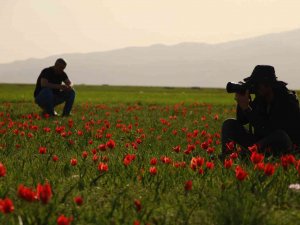 Bingöl Ovasını Kırmızıya Boyayan Laleler Fotoğrafçıların İlgi Odağı Oldu