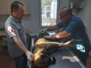 Bursa’da Köpeği Çöplüğe Attılar, Acı Feryadını Duyanlar Kurtardı