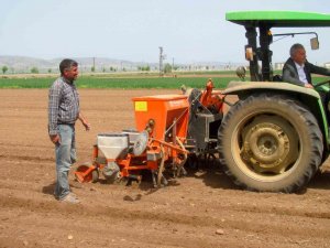 Bayrama Günler Kala Ekimine Başlandı