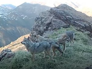 Tunceli’nin Zengin Yaban Hayatı Fotokapan Ve Kamerayla Görüntülendi
