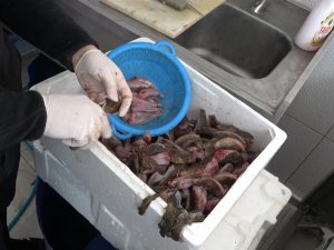 Denizin Isınmasıyla ’Çarpan’ Balığı Kendini Gösterdi