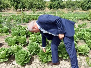 Tarsus’ta Üreticiye Dağıtılan Marulların Hasat Zamanı Geldi