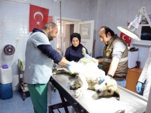 Sahipsiz Hayvanlar Kısırlaştırıyor