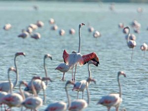 Gediz Deltası "Birding Places" Ağına Dahil Oldu