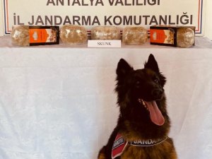 Yolcu Otobüsünde Uyuşturucu Bulundu
