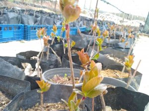 ‘Süper Meyve’ Aronya Kırklareli’nde Yetişecek