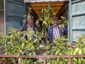 Mersin’de 192 Üreticiye 3 Bin 865 Avokado Fidanı Ulaştırıldı