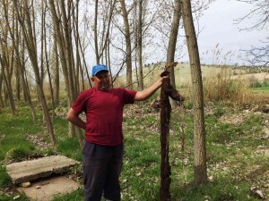 Hisarcık’ta Su Borusunun İçinden 7 Metre Ağaç Kökü Çıktı