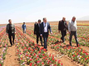 Açan Laleler Tarlayı Renk Cümbüşüne Çevirdi