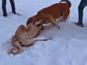 Çoban Köpeklerinin Döğüştürme Görüntülerini Sosyal Medyada Paylaşınca Yakayı Ele Verdi