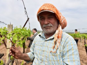 Üreticilerin Biyoteknik Mücadelesine Manisa Büyükşehir Desteği