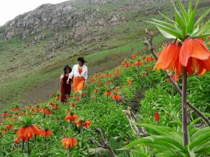 Doğa Tutkunları Ters Laleleri Fotoğraflamak İçin Bin 800 Rakımlı Dağa Tırmandı