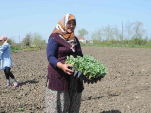 Bafra Ovası’nda Karpuz Fideleri Toprakla Buluştu