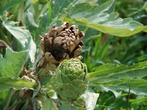 Urla Enginarında Yüzde 50 Verim Düşüklüğü