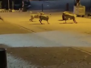 Uludağ’da Yemek Aramaya İnen Ayıların Köpek Sürüsü İle Kavgası Kameralarda